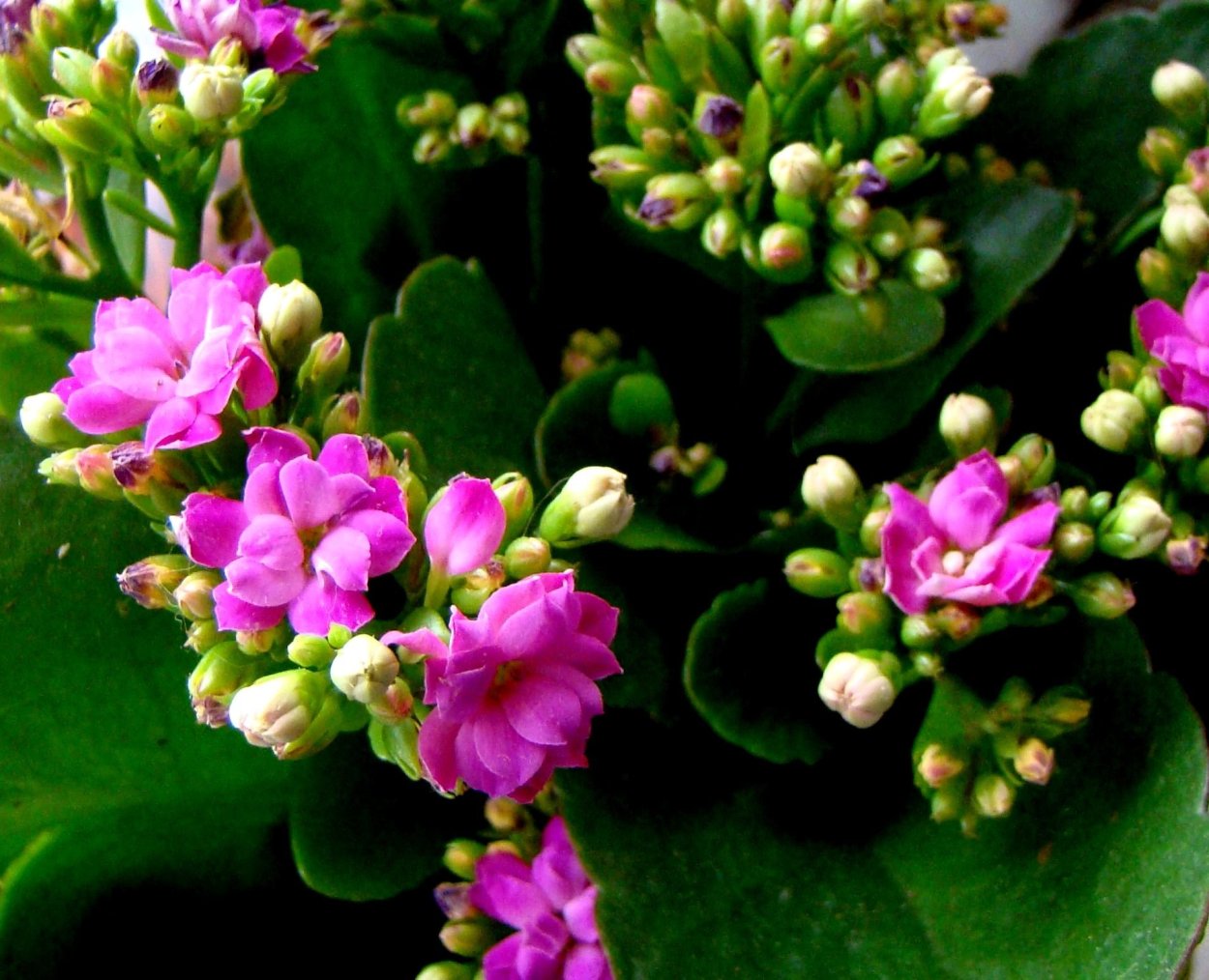 Каланхоэ цветок комнатный