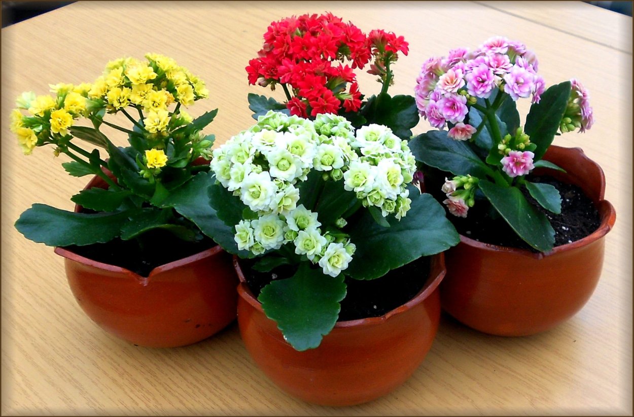 Бриофиллум Дегремона