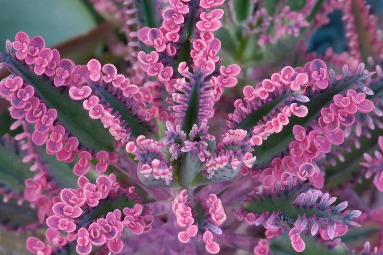 Комнатные растения в детском саду