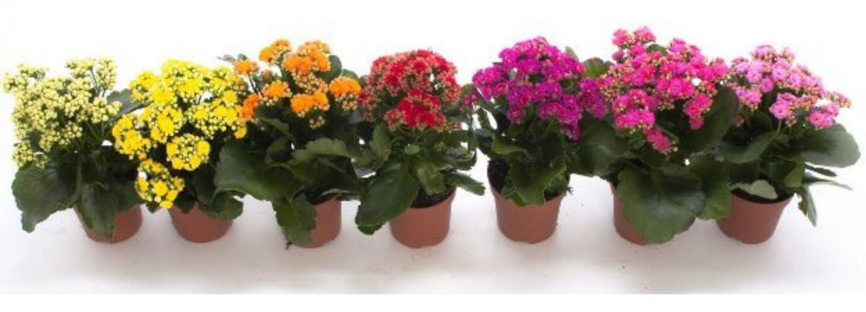 Блоссфельда каландива