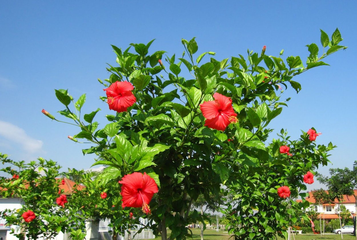 Гибискус древовидный красный
