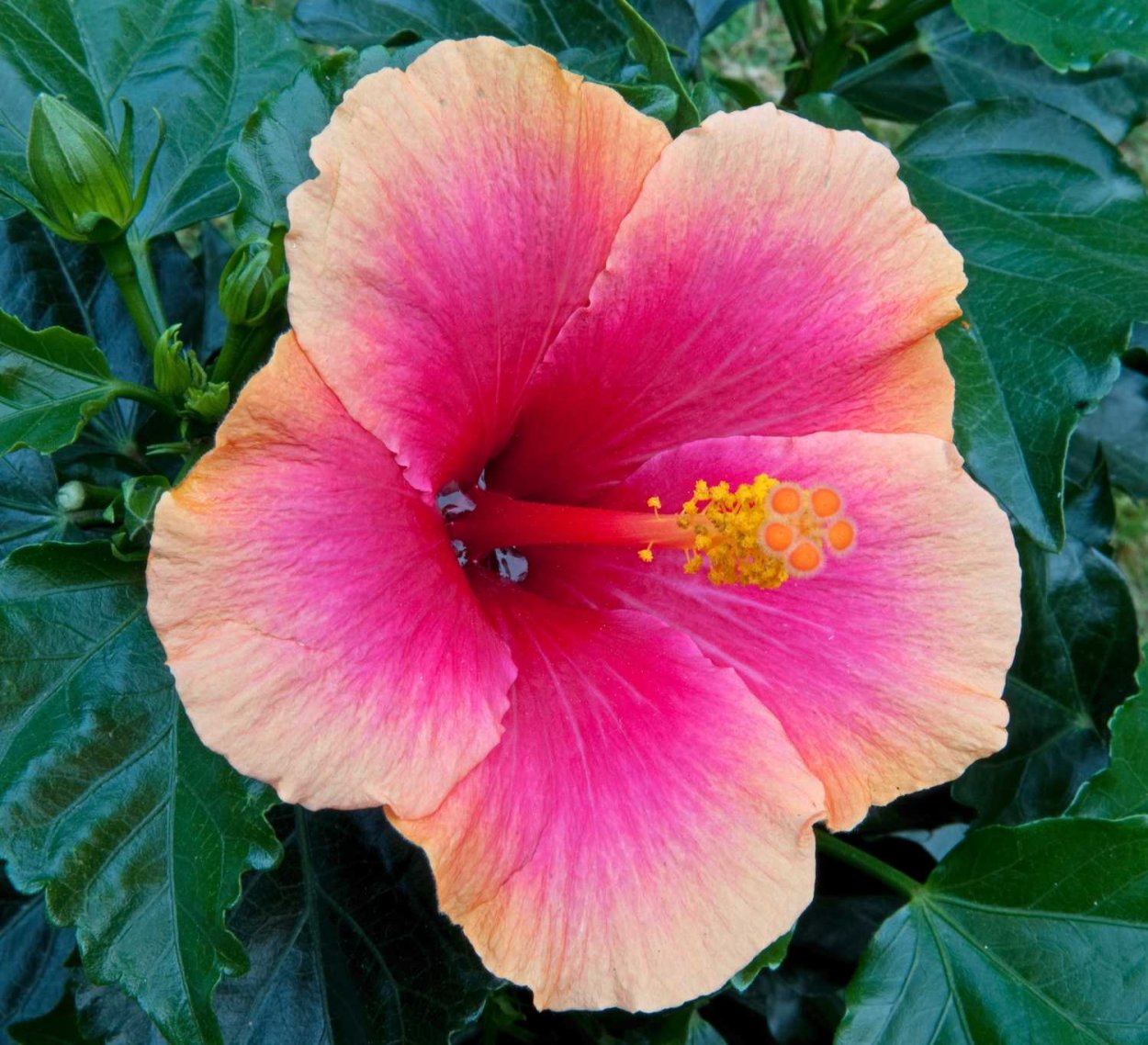 Гибискус Канарский