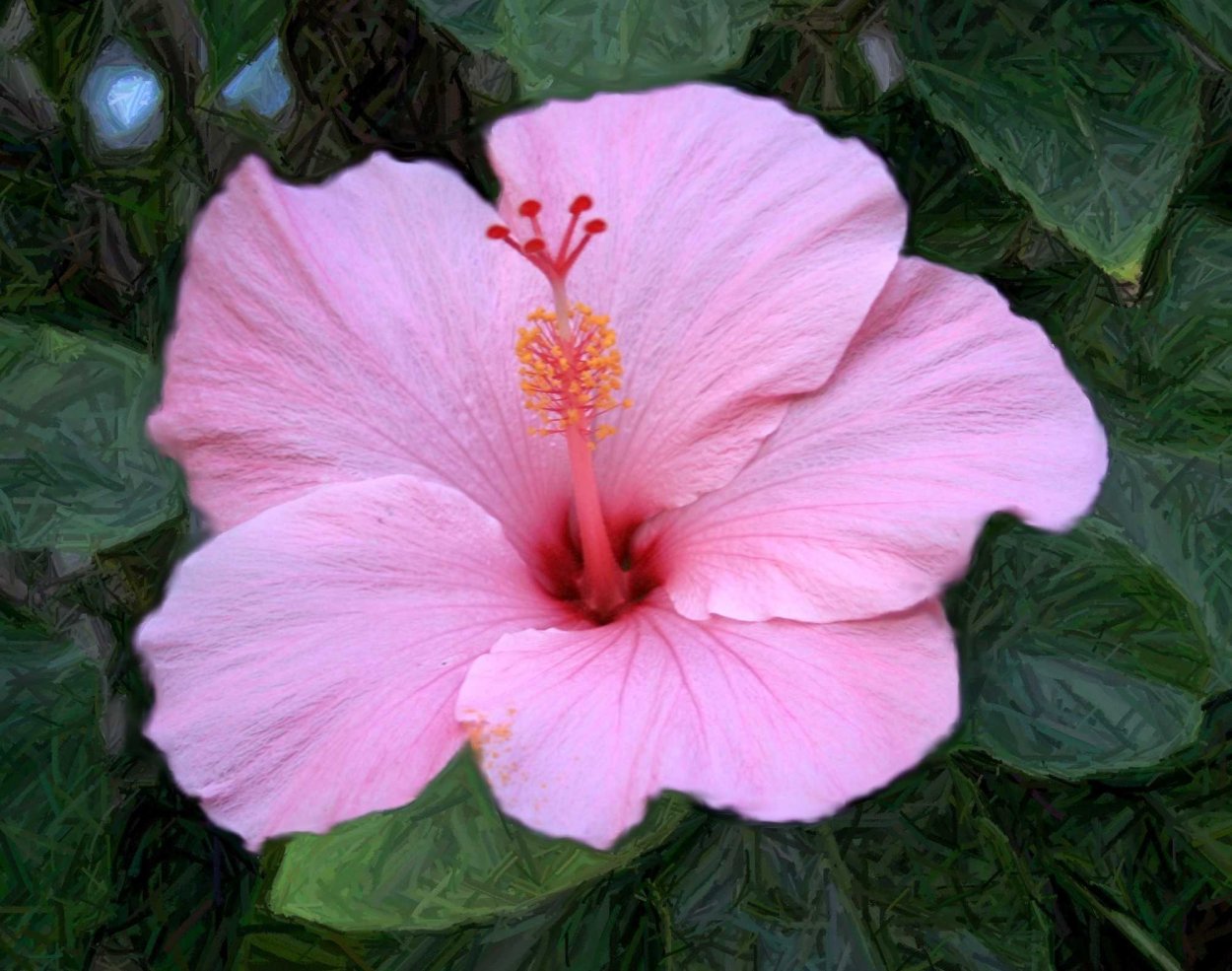 Гибискус Канарский