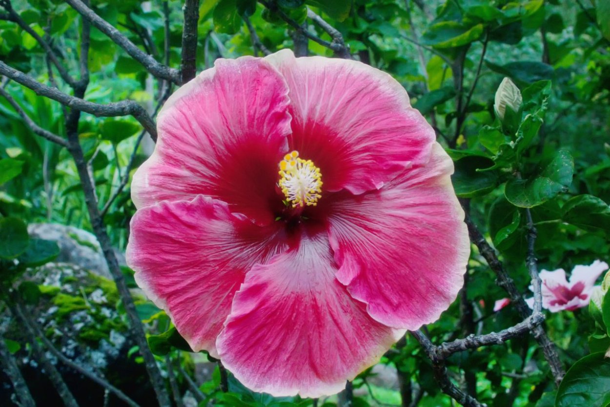 Гибискус древовидный красный