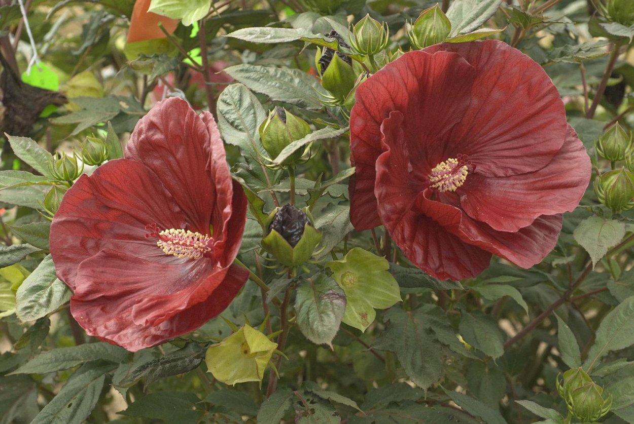 Гибискус древовидный красный