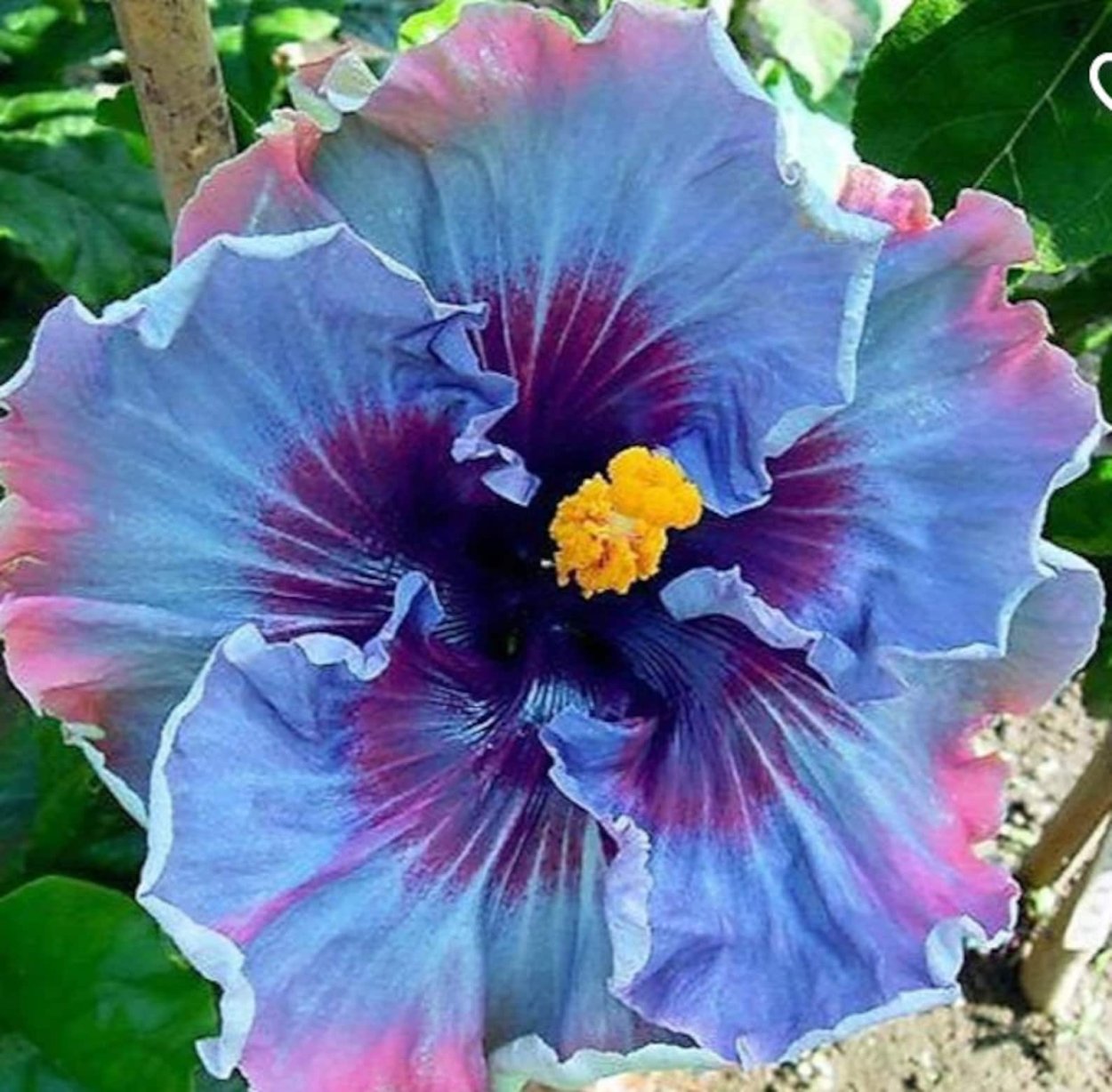 Гибискус"Кардаде" пурпурный