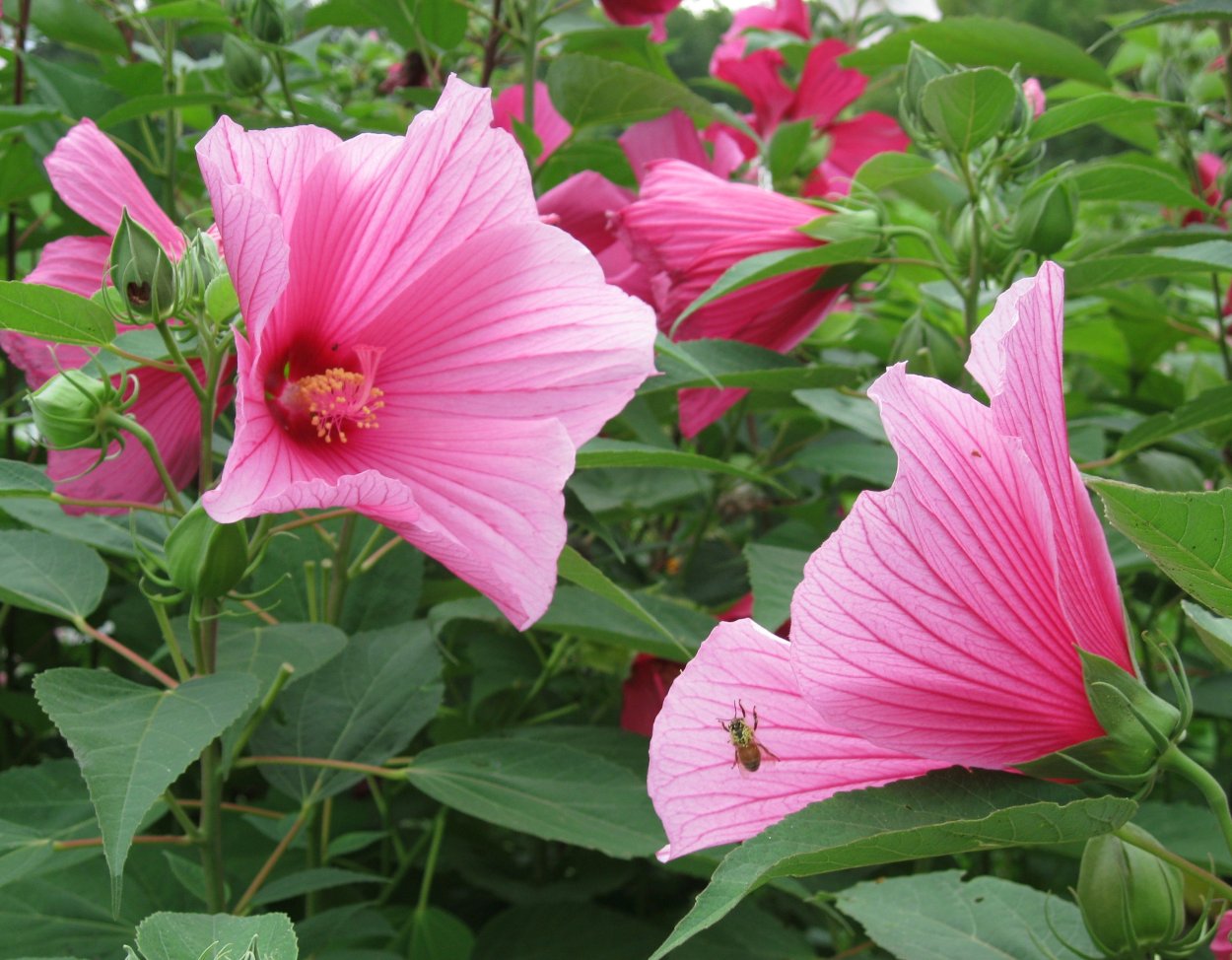 Гибискус садовый