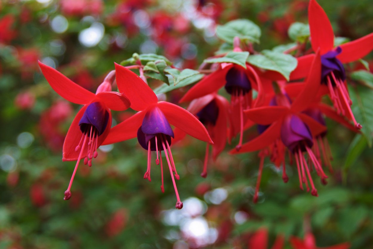 Фуксия цветок дома. Фуксия Heydon. Fuchsia arborescens. Kerkveld Gotem фуксия. Фуксия Vlierbeekhof.