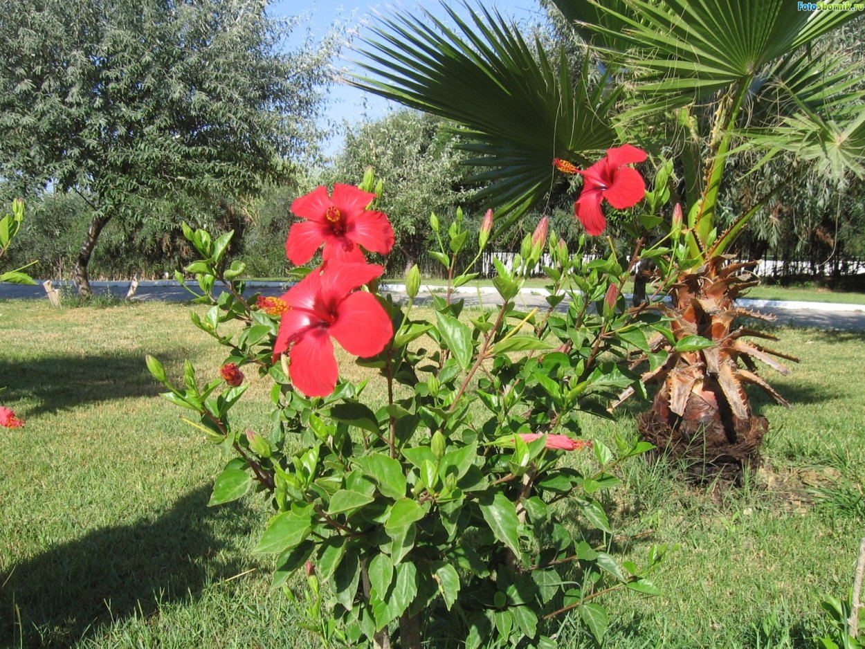 Гибискус в Абхазии