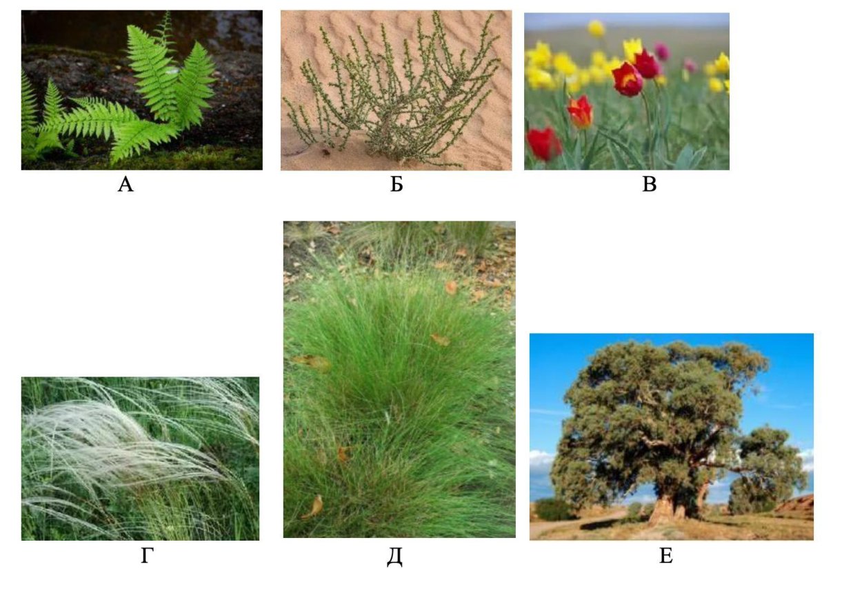 Патагония страус