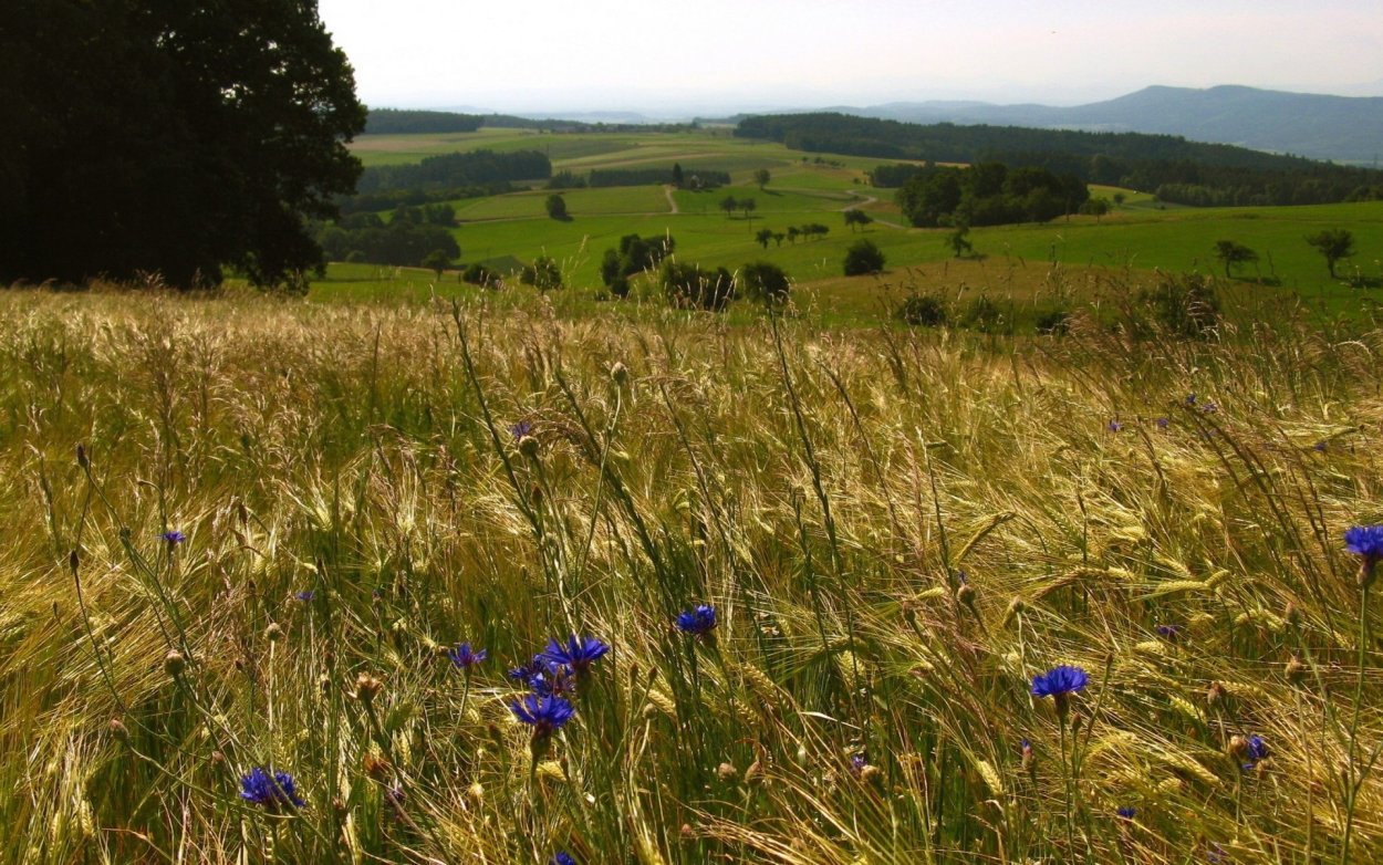 Биом Луга Северная Америка