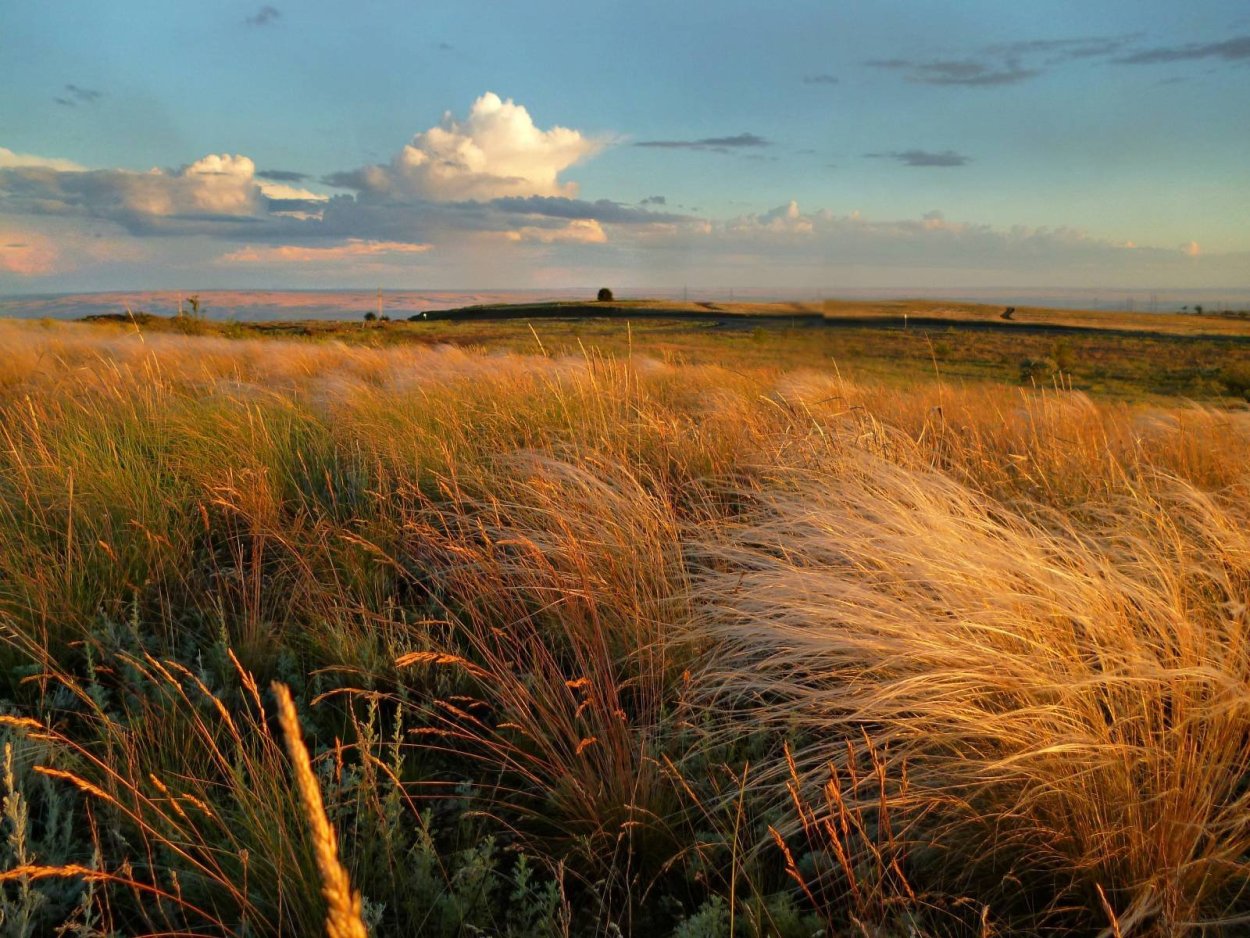 Дон Луга степи пашни
