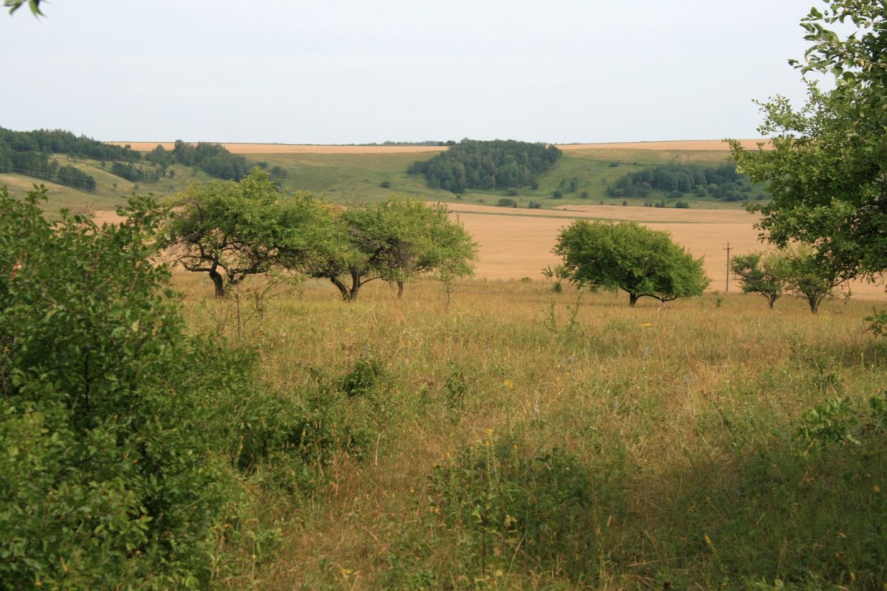 Башкирия степи лесостепи