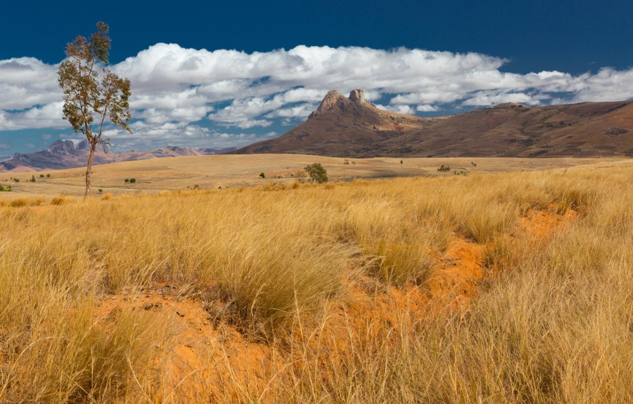 Прерии высокотравные Северной Америки