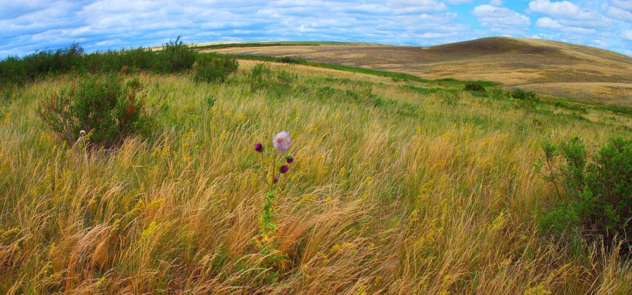 Разнотравно злаковые степи