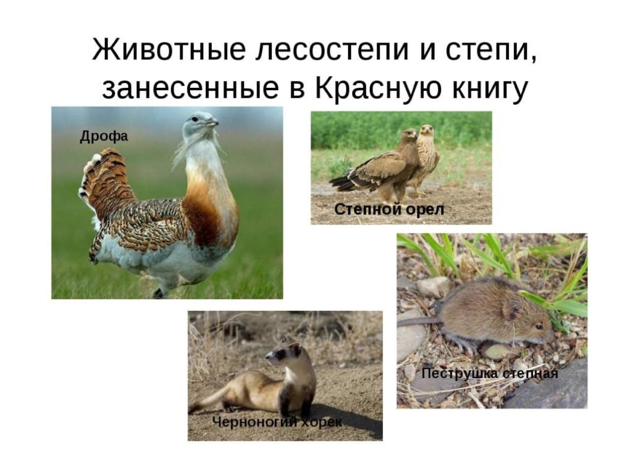 Прерии Северной Америки с бизонами