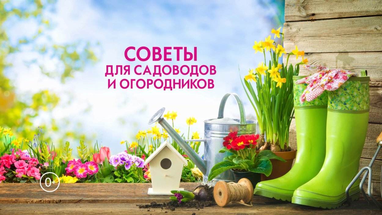 Фон для дачных товаров