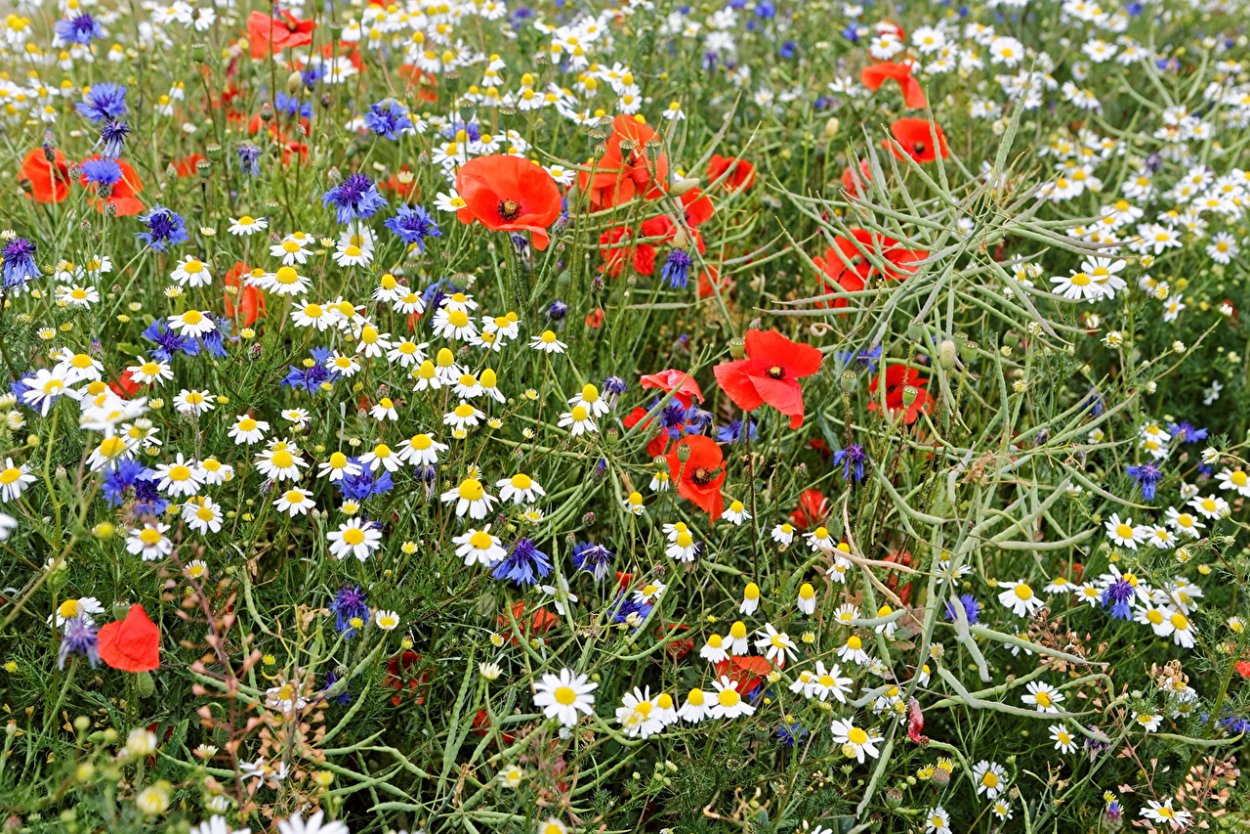 Мак полевой Василек