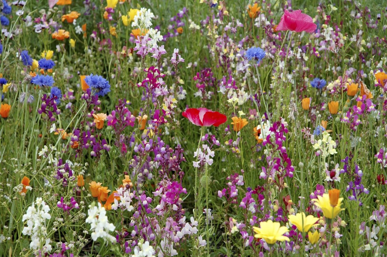 Травосмесь мавританский газон