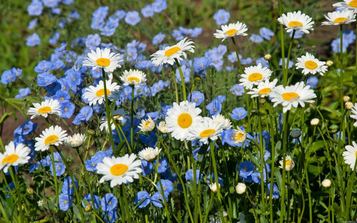 Летние цветы