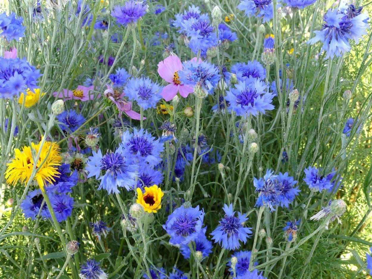 Василек многолетний Ясная Поляна