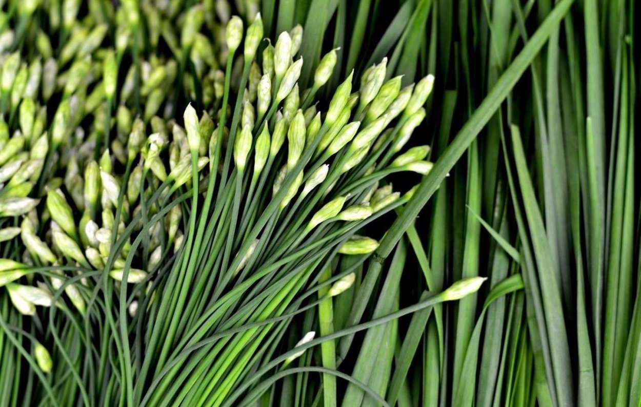 Garlic Chives