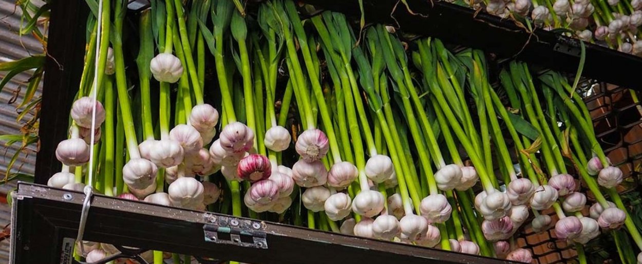 Чеснок на гидропонике