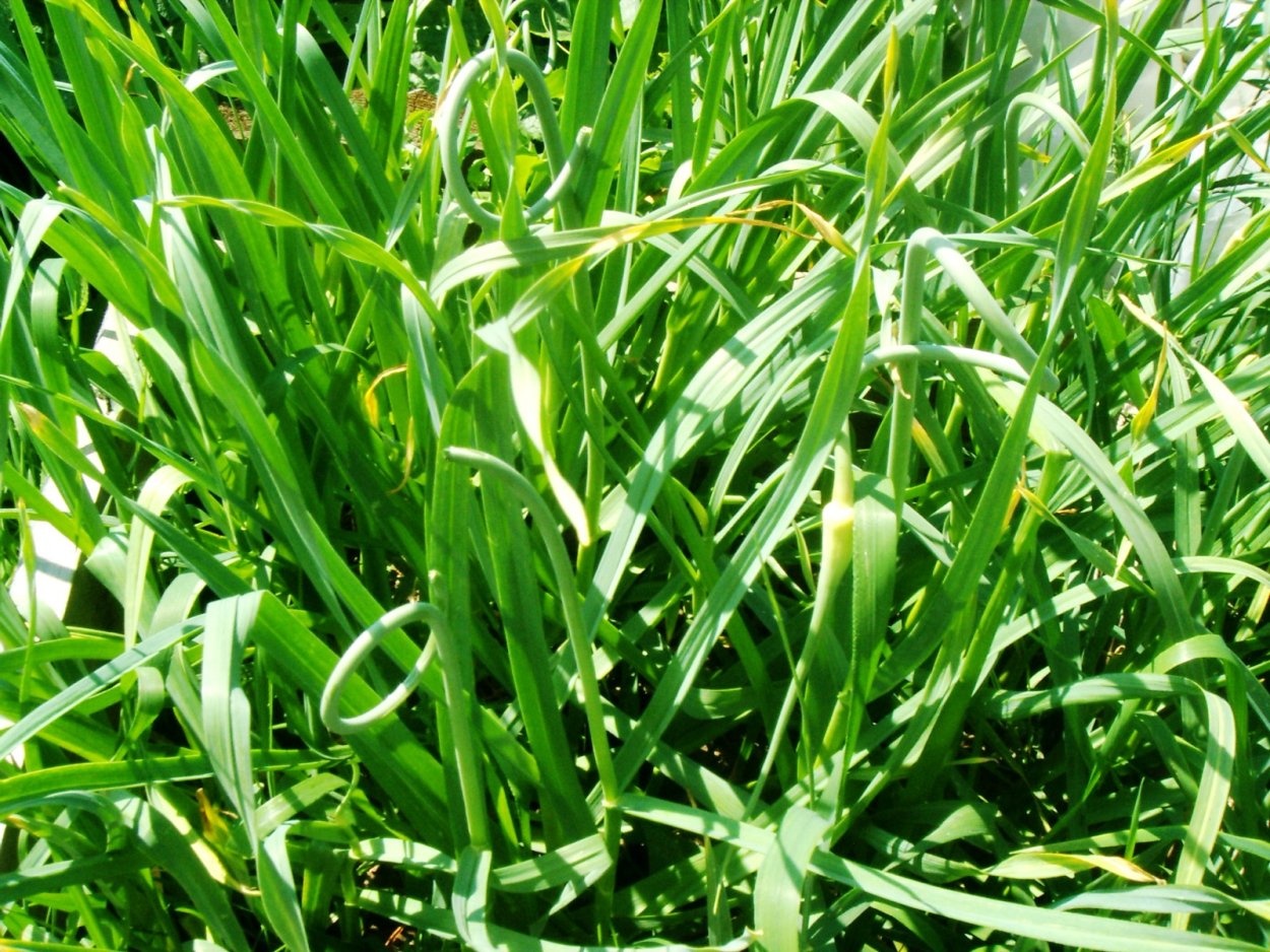 Дикорастущий лук с чесночным ароматом