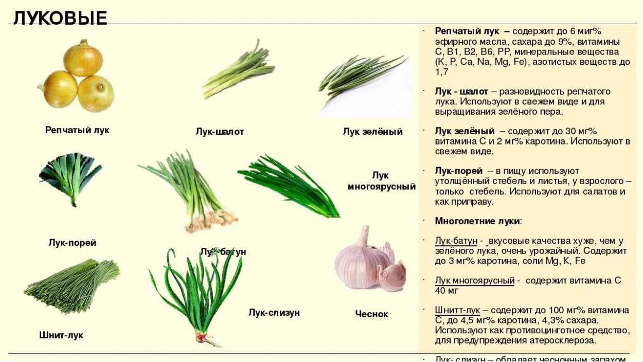 Репчатый лук полезные