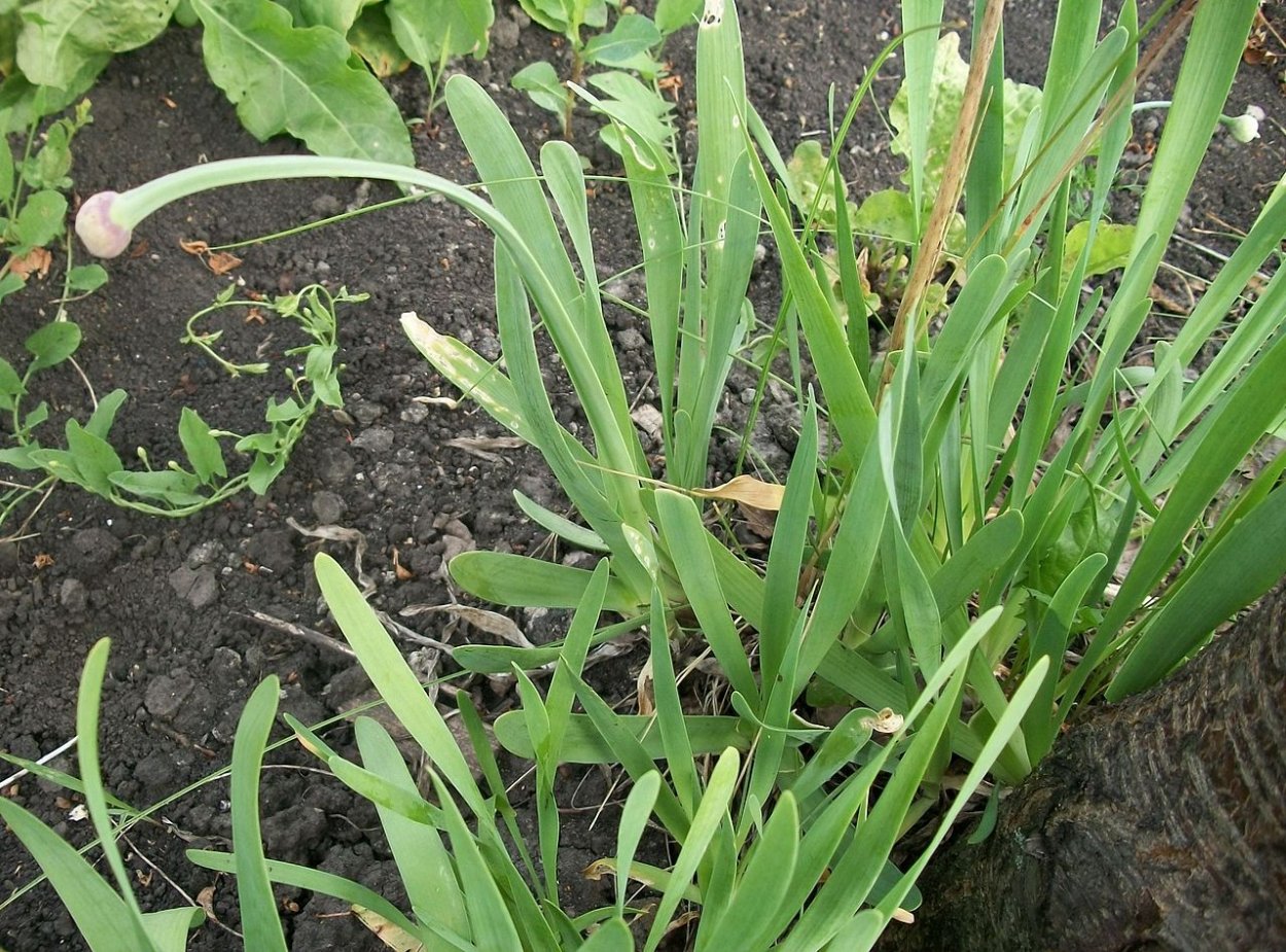 Лук слизун семена