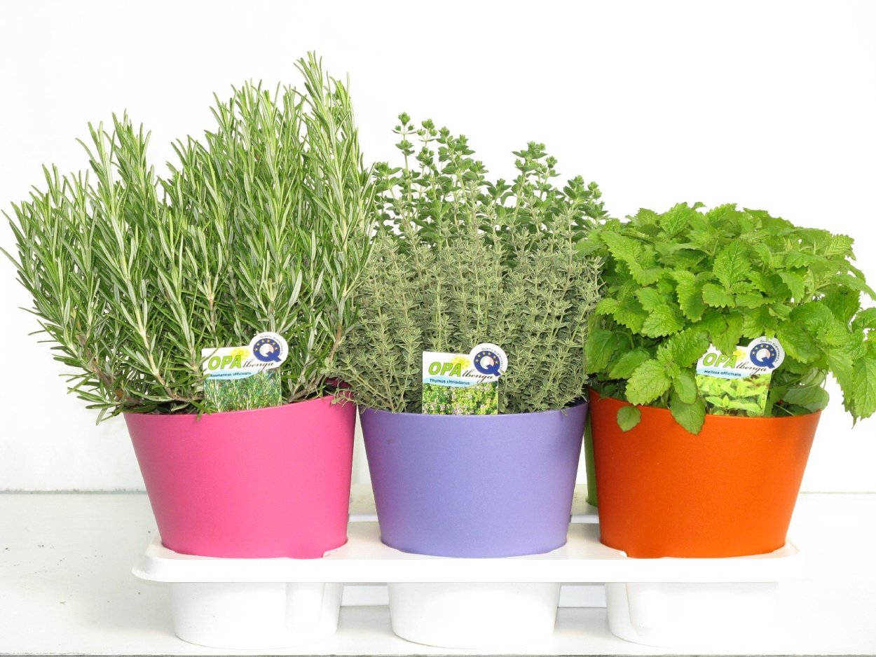 Алиссум балконный