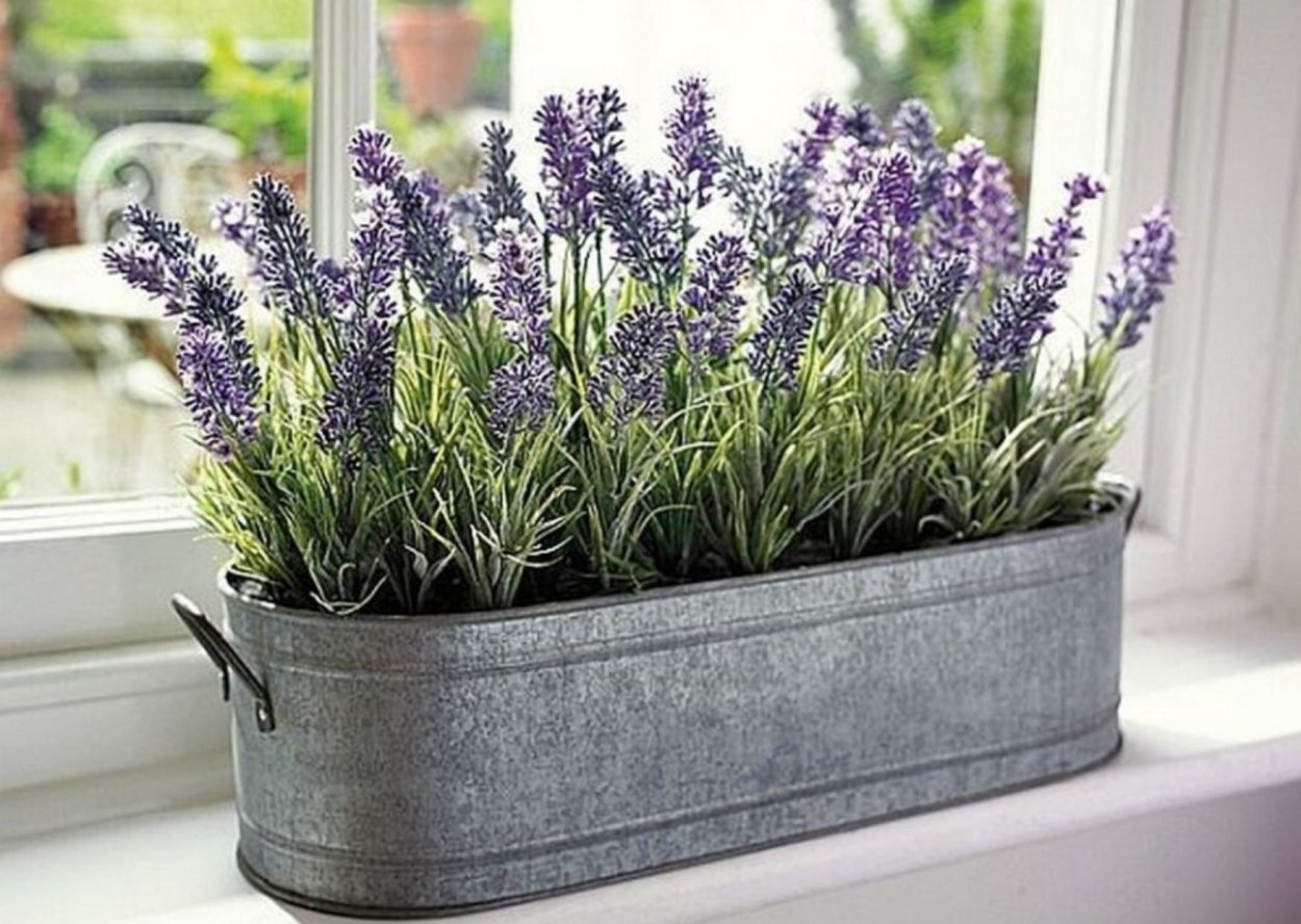 Шалфей Дубравный рассада