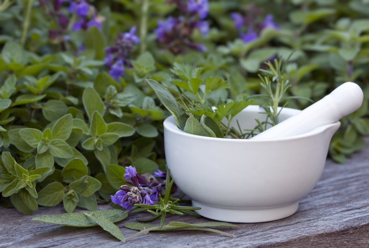 Лобелия и гортензия