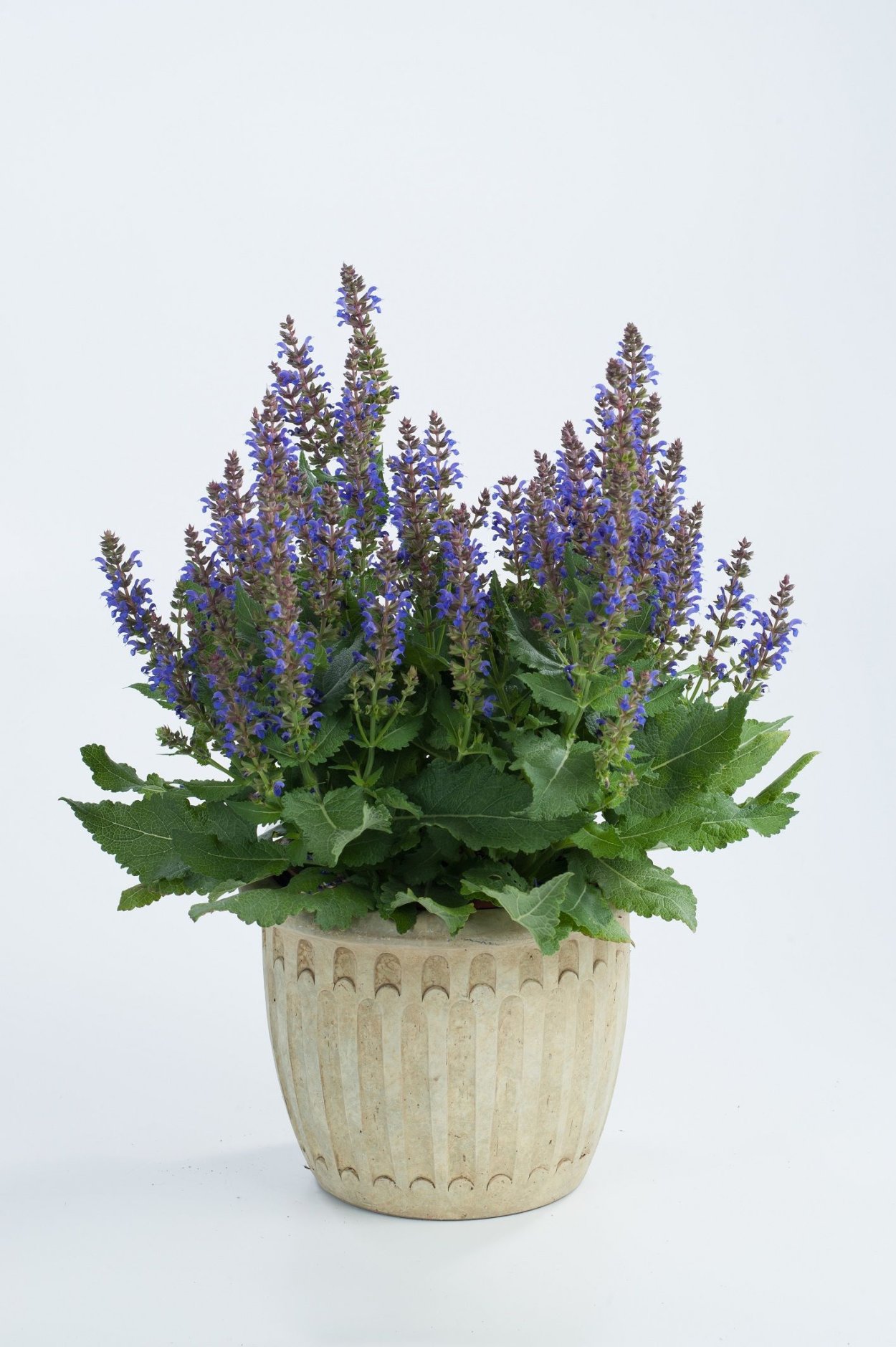 Шалфей Dear Anja