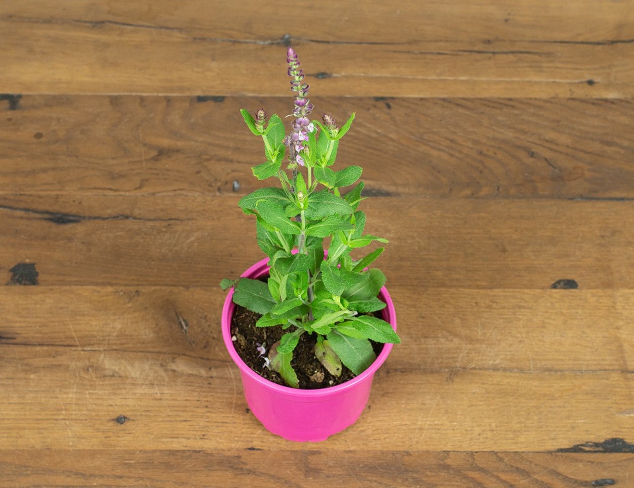 Шалфей сенсейшен дип Блю