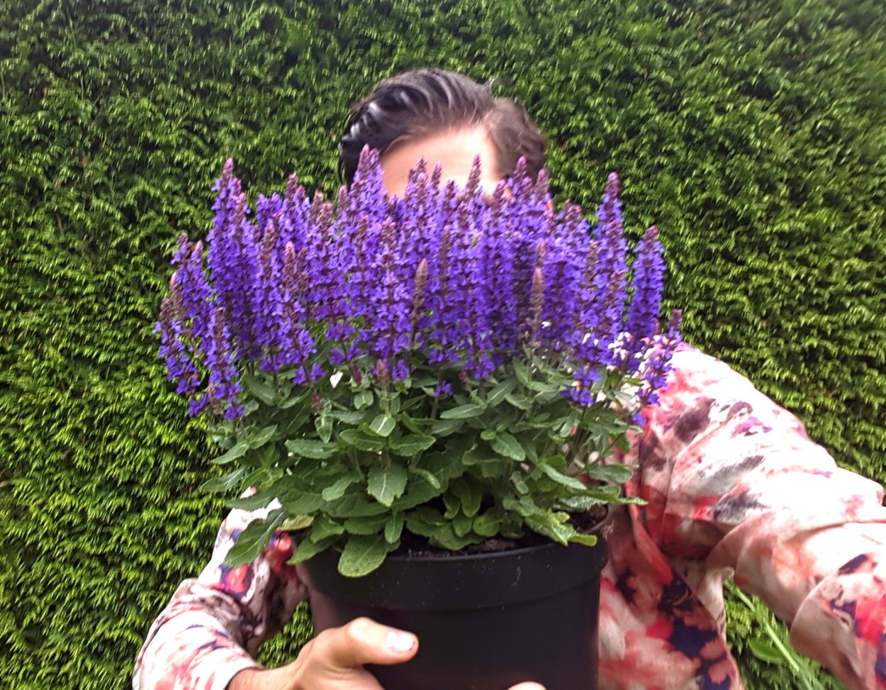 Лобелия с колеусом