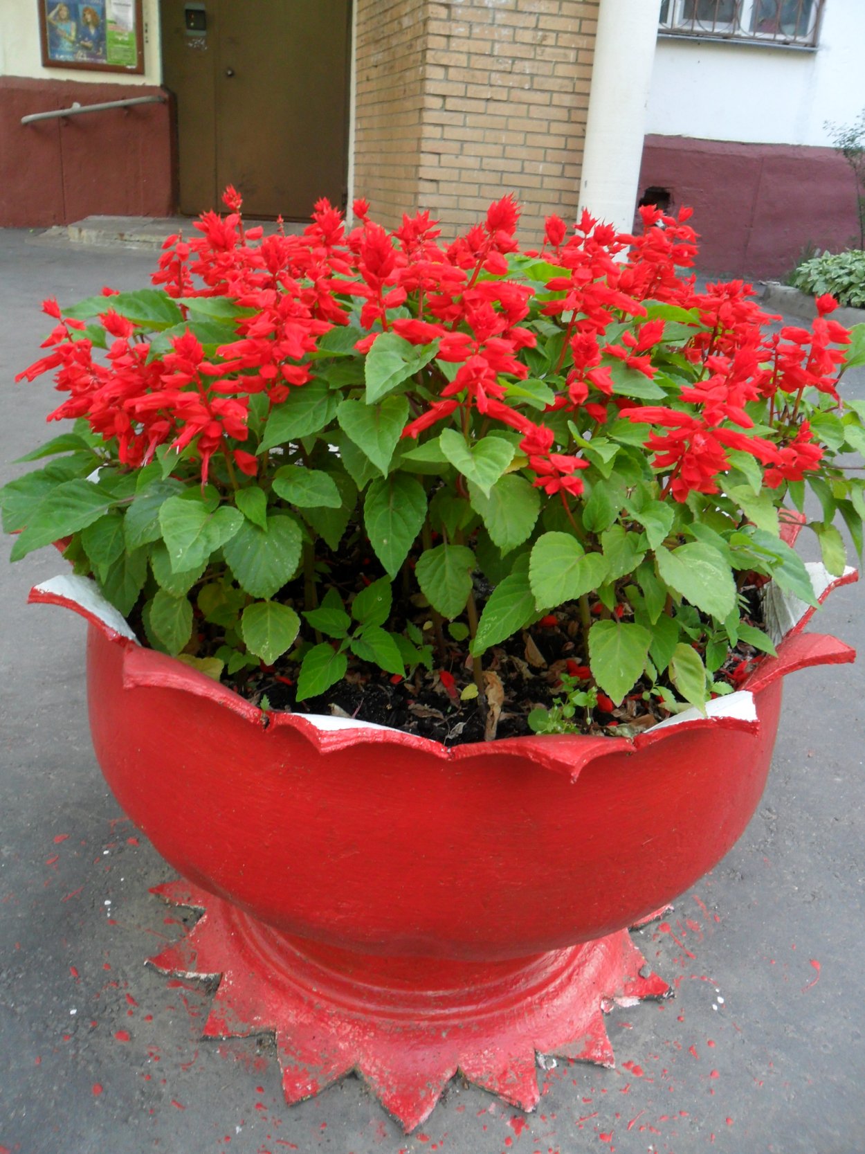 Шалфей Дубравный "Blue Bouquetta"