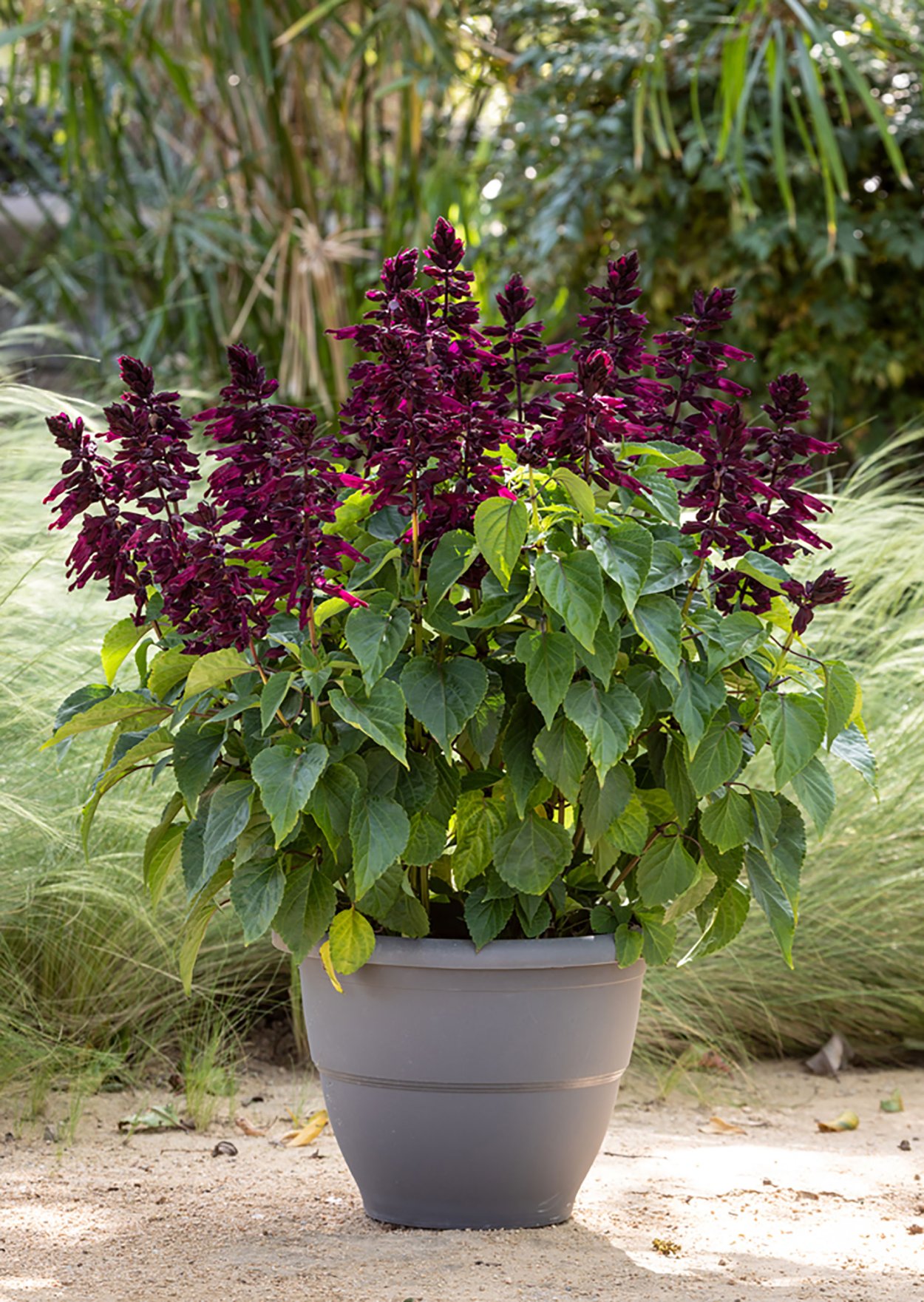 Сальвия Scarlet King