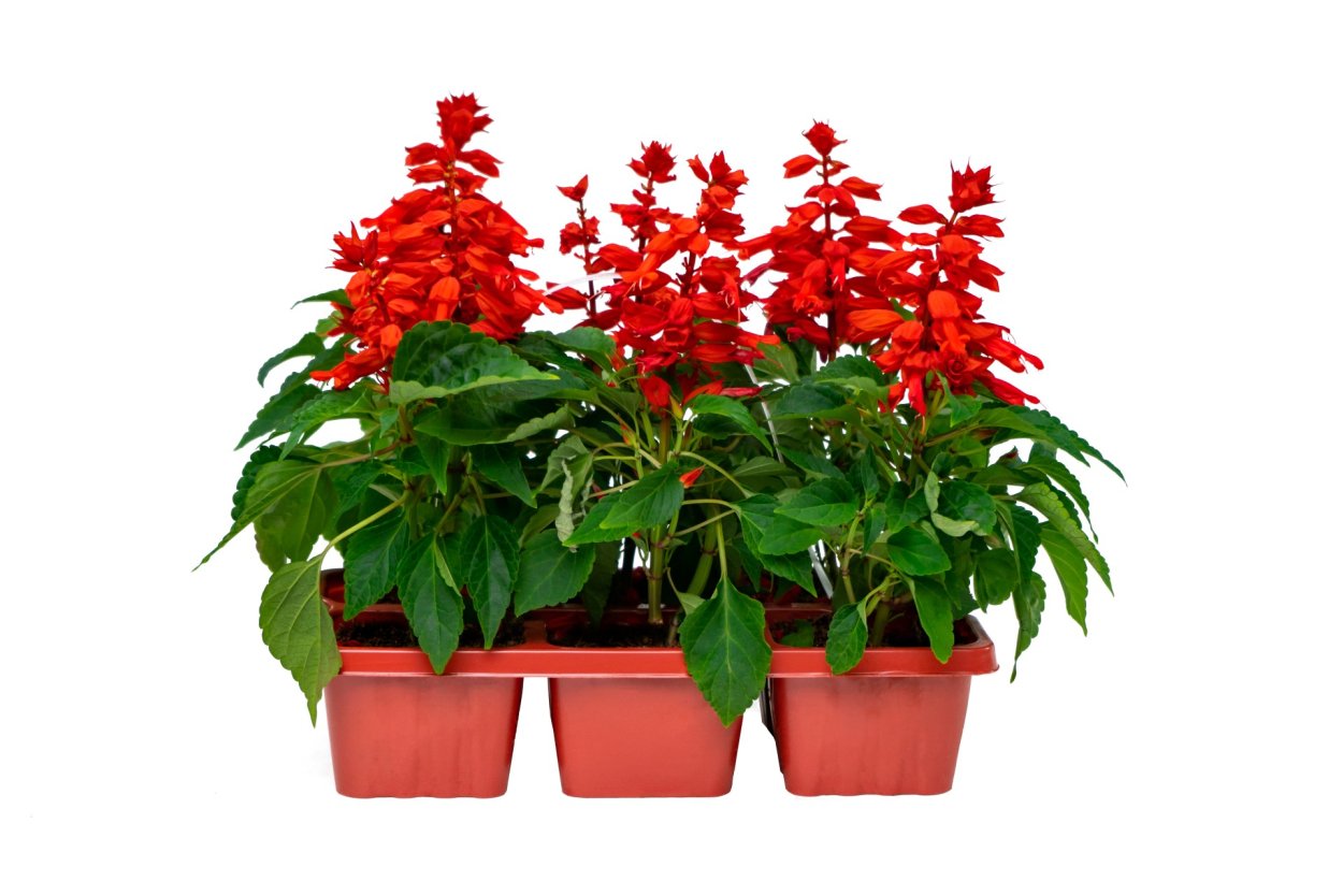 Шалфей Дубравный "Blue Bouquetta"