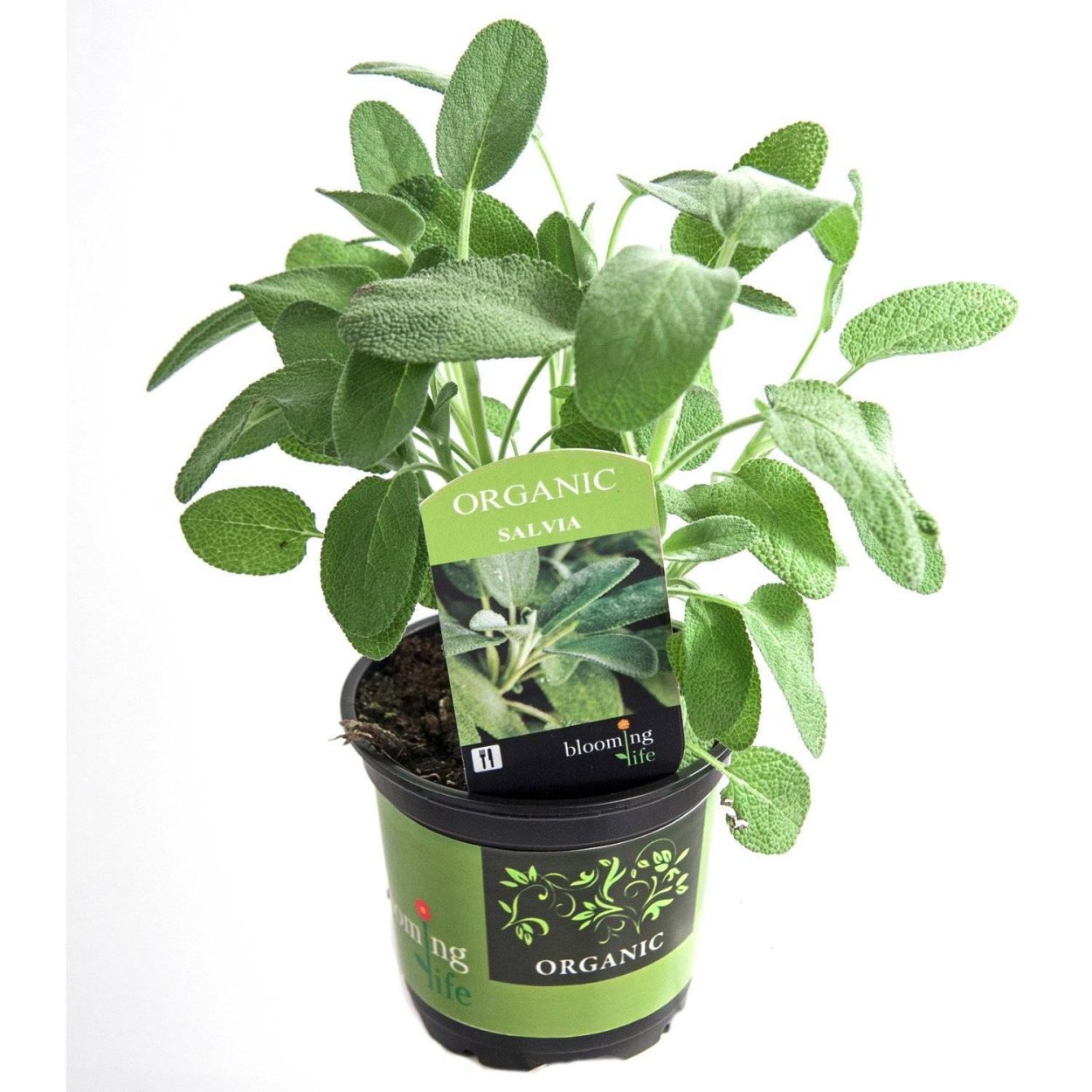 Сальвия бордюрная