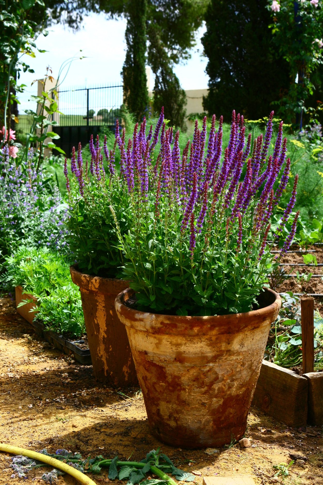 Сальвия голубой Монарх