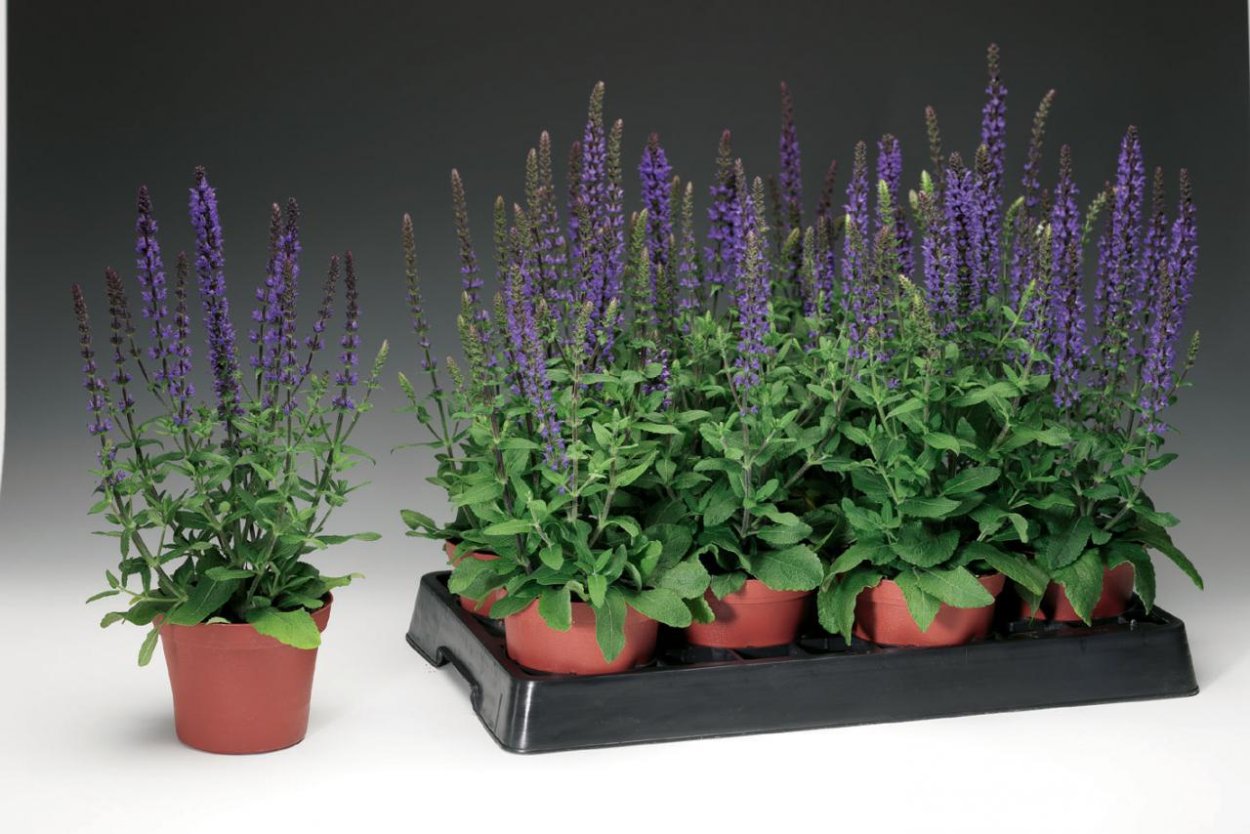 Микс пряных трав в горшке