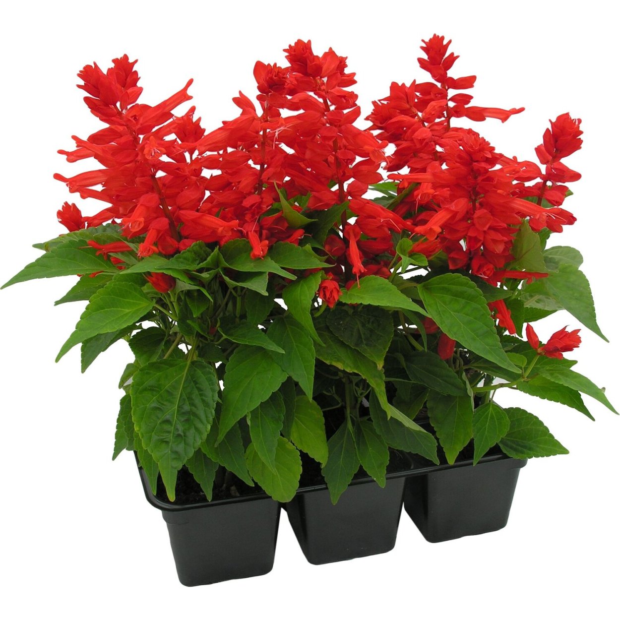 Вербена Виктория Блу