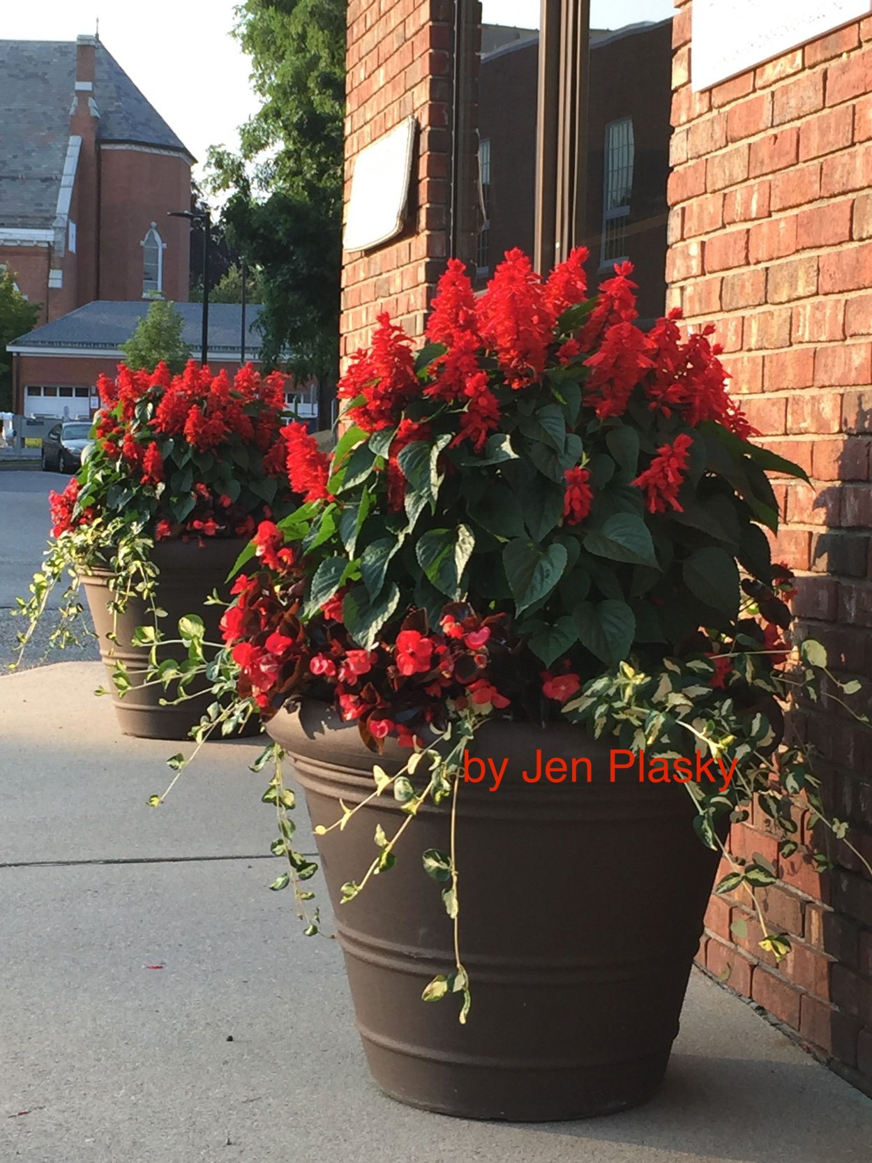 Сальвия в вазонах