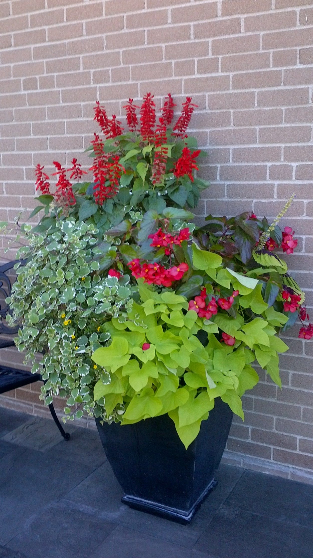 Цветок Сальвия ипомея