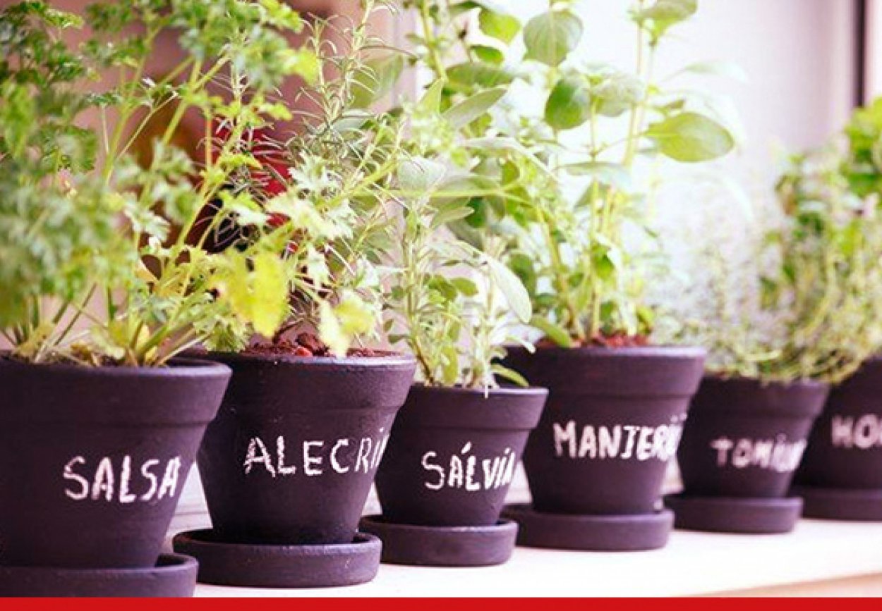 Лаванда Матильда