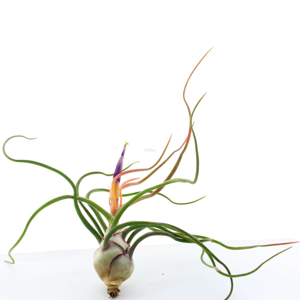 Tillandsia bulbosa медуза
