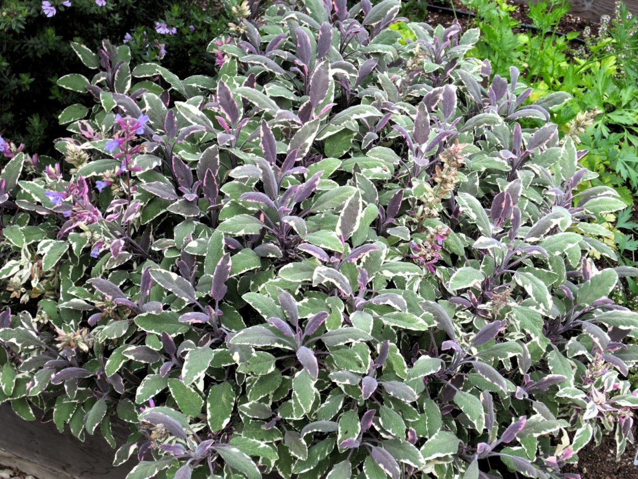 Шалфей Salvia officinalis Tricolor