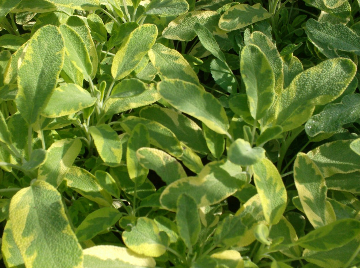 Шалфей Goldblatt icterina