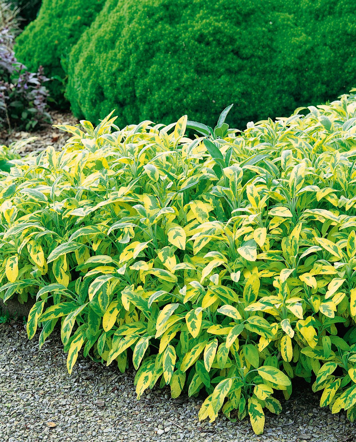 Salvia officinalis icterina